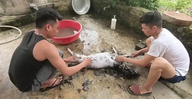 Sức khỏe tổng thể ảnh hưởng trực tiếp đến chất lượng lông chó Sức khỏe tổng thể ảnh hưởng trực tiếp đến chất lượng lông chó
