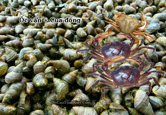 cách làm mồi câu cá trắm cách làm mồi câu cá trắm
