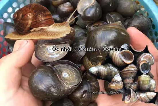 cách làm mồi câu cá trắm cách làm mồi câu cá trắm