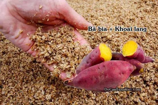 cách làm mồi câu cá trắm cách làm mồi câu cá trắm