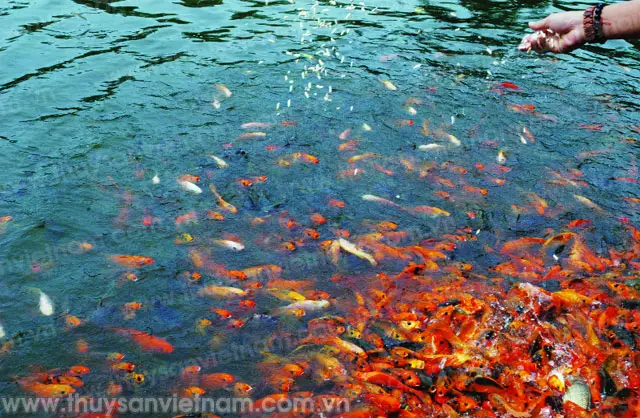 cách nuôi cá chép vàng đẻ cách nuôi cá chép vàng đẻ