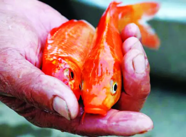 cách nuôi cá chép vàng đẻ cách nuôi cá chép vàng đẻ