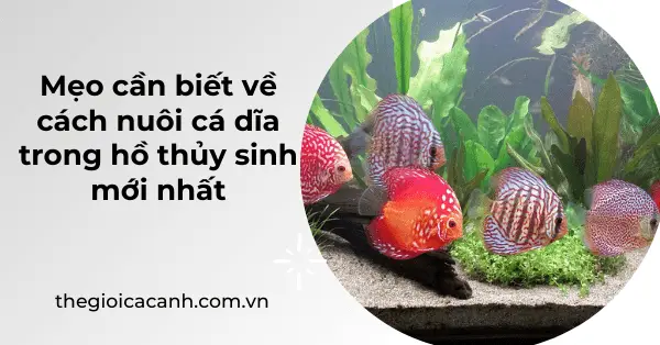 cách nuôi cá hồ thủy sinh cách nuôi cá hồ thủy sinh