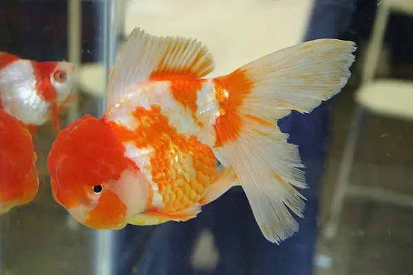cách nuôi cá oranda cách nuôi cá oranda