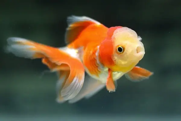 cách nuôi cá oranda cách nuôi cá oranda