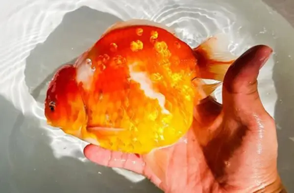 cách nuôi cá oranda cách nuôi cá oranda