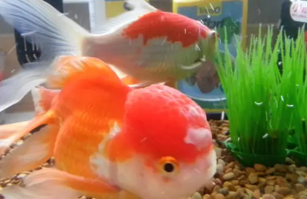 cách nuôi cá oranda cách nuôi cá oranda