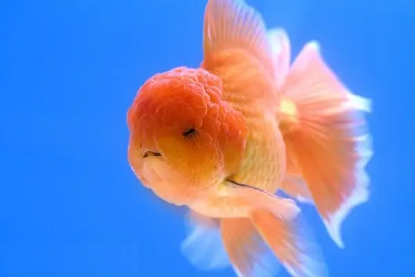 cách nuôi cá oranda cách nuôi cá oranda