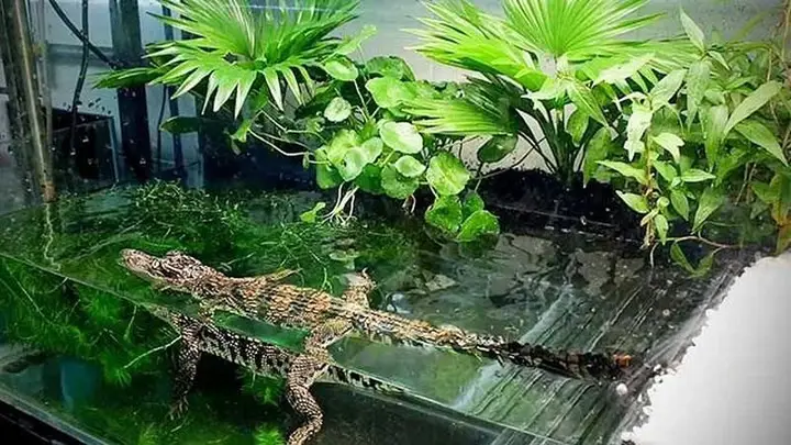 cách nuôi cá sấu cảnh cách nuôi cá sấu cảnh