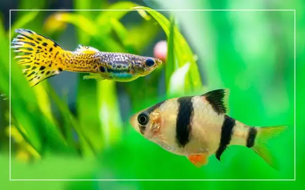 cách nuôi cá tứ vân cách nuôi cá tứ vân