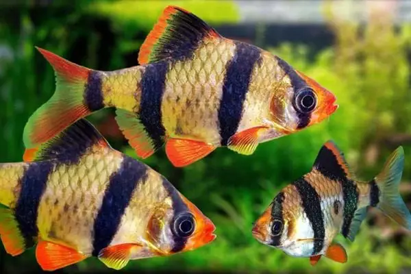 cách nuôi cá tứ vân cách nuôi cá tứ vân