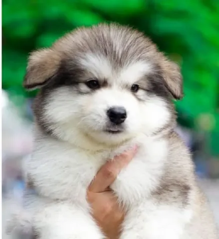 Hướng Dẫn Toàn Diện Cách Nuôi Chó Husky 2 Tháng Tuổi Khỏe Mạnh, Thông Minh Hướng Dẫn Toàn Diện Cách Nuôi Chó Husky 2 Tháng Tuổi Khỏe Mạnh, Thông Minh