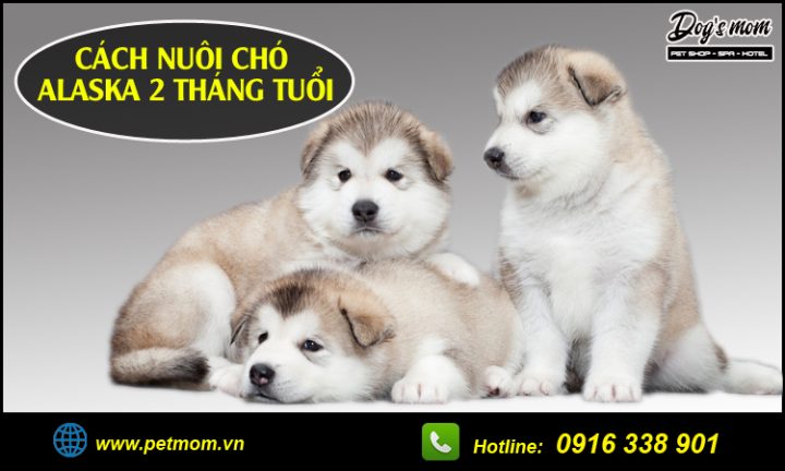 Hướng Dẫn Toàn Diện Cách Nuôi Chó Husky 2 Tháng Tuổi Khỏe Mạnh, Thông Minh Hướng Dẫn Toàn Diện Cách Nuôi Chó Husky 2 Tháng Tuổi Khỏe Mạnh, Thông Minh