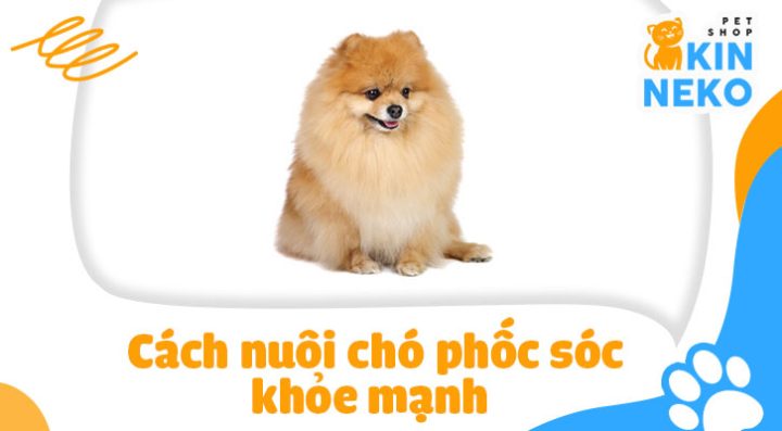 Cách Nuôi Chó Phốc Sóc Để Chúng Khỏe Mạnh Và Vui Vẻ Trong Nhà Môi trường sống lý tưởng cho chó phốc sóc
