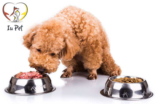 Cách Nuôi Chó Poodle Hiệu Quả: Hướng Dẫn Chăm Sóc, Dinh Dưỡng Và Huấn Luyện Chế độ ăn uống cho chó Poodle