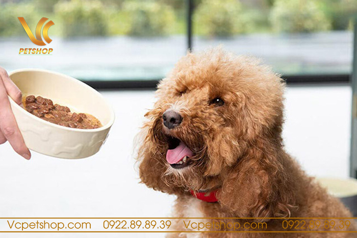Cách Nuôi Chó Poodle Hiệu Quả: Hướng Dẫn Chăm Sóc, Dinh Dưỡng Và Huấn Luyện Chăm sóc sức khỏe cho chó Poodle