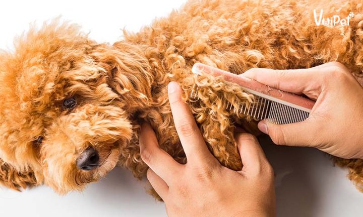 Cách Nuôi Chó Poodle Hiệu Quả: Hướng Dẫn Chăm Sóc, Dinh Dưỡng Và Huấn Luyện Cách chăm sóc lông cho chó Poodle
