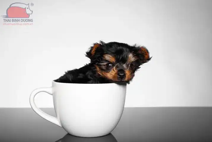 Cách nuôi chó Teacup Pomeranian cách nuôi chó teacup pomeranian