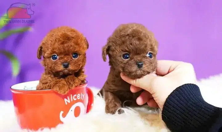 Cách nuôi chó Teacup Pomeranian cách nuôi chó teacup pomeranian