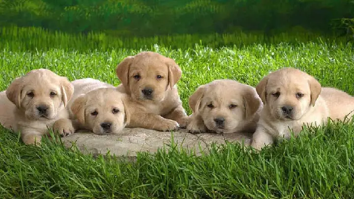 Cách nuôi dạy chó con hiệu quả cách nuôi dạy chó con