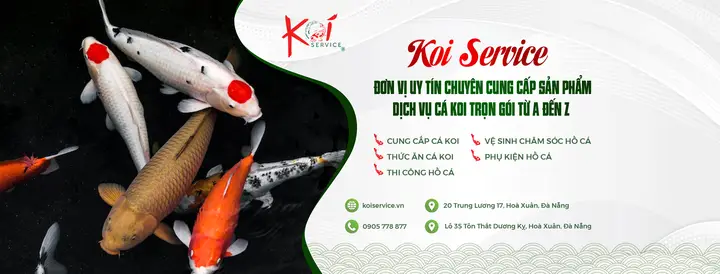 cách thuần cá koi cách thuần cá koi