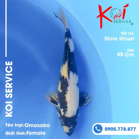 cách thuần cá koi cách thuần cá koi