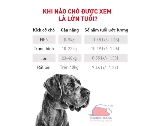 Cách Tính Tuổi Chó Đúng Cách Dựa Trên Giống, Kích Thước Và Chăm Sóc Cách tính tuổi chó theo năm