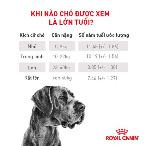 Cách Tính Tuổi Chó Đúng Cách Dựa Trên Giống, Kích Thước Và Chăm Sóc Ý nghĩa của việc tính tuổi chó
