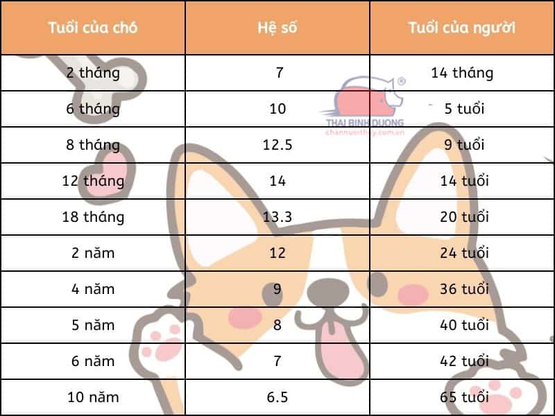 Cách Tính Tuổi Chó Đúng Cách Dựa Trên Giống, Kích Thước Và Chăm Sóc So sánh tuổi chó với tuổi người