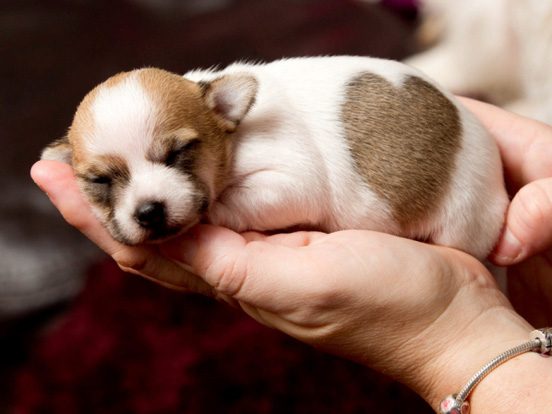 Cách Tính Tuổi Chó Đúng Cách Dựa Trên Giống, Kích Thước Và Chăm Sóc Cách chăm sóc chó theo từng độ tuổi