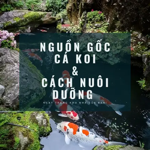 cách vẽ cá chép koi cách vẽ cá chép koi