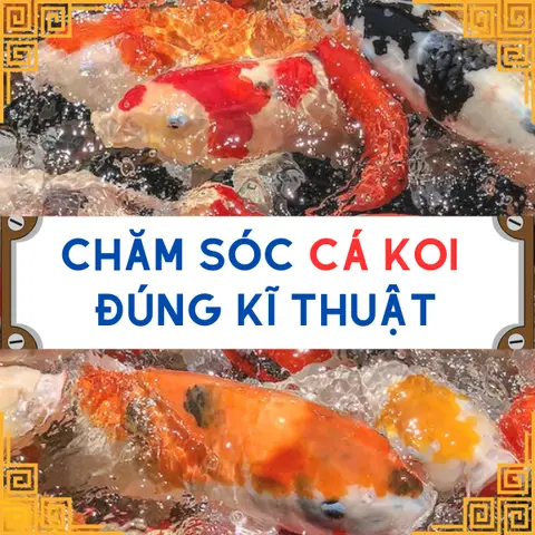 cách vẽ cá chép koi cách vẽ cá chép koi