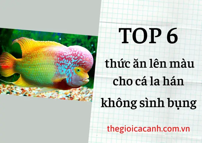 cám cá la hán cám cá la hán
