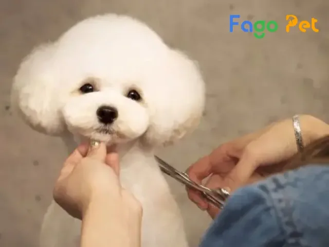 Cắt Tỉa Lông Chó Poodle Đẹp: Hướng Dẫn Chăm Sóc Và Kiểu Tóc Phổ Biến Hướng dẫn cắt tỉa lông chó Poodle đẹp