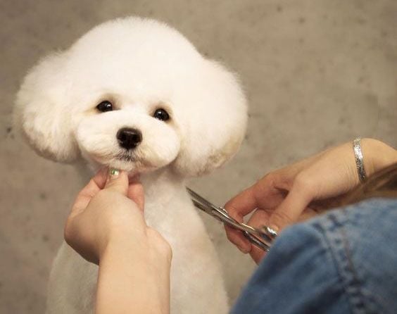 Cắt Tỉa Lông Chó Poodle Đẹp: Hướng Dẫn Chăm Sóc Và Kiểu Tóc Phổ Biến Mẹo chăm sóc lông cho chó Poodle sau khi cắt tỉa