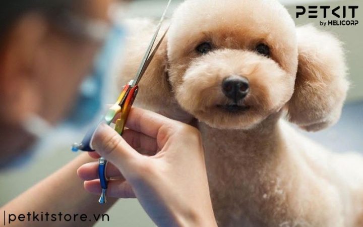 Cắt Tỉa Lông Chó Poodle Đẹp: Hướng Dẫn Chăm Sóc Và Kiểu Tóc Phổ Biến Những lưu ý khi cắt tỉa lông chó Poodle