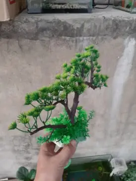 cây bonsai trang trí bể cá cây bonsai trang trí bể cá