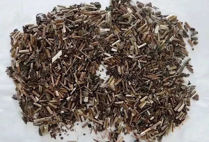 Cách Dùng Cây Mần Tưới Đuổi Bọ Chó cách sử dụng cây mần tưới đuổi bọ chó