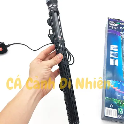 cây sưởi hồ cá rồng cây sưởi hồ cá rồng