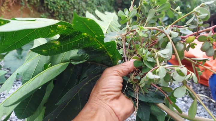 Cây thuốc nam trị sán chó: Giới thiệu và công dụng