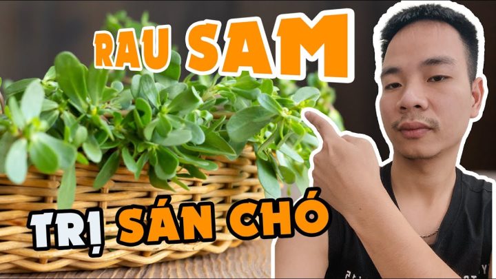 Lưu ý khi áp dụng cây thuốc nam trị sán chó