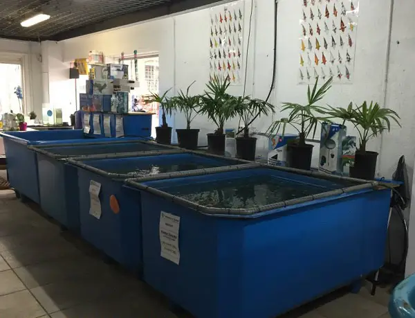 chậu nuôi cá koi chậu nuôi cá koi