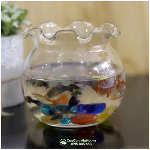 Hướng Dẫn Chọn Chậu Thủy Tinh Nuôi Cá Betta Phù Hợp chậu thuỷ tinh nuôi cá betta