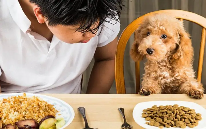 Tổng quan về chế độ dinh dưỡng cho chó con Chế độ dinh dưỡng cho chó con