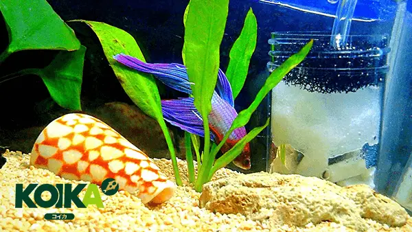 chế lọc vi sinh cho bể cá chế lọc vi sinh cho bể cá