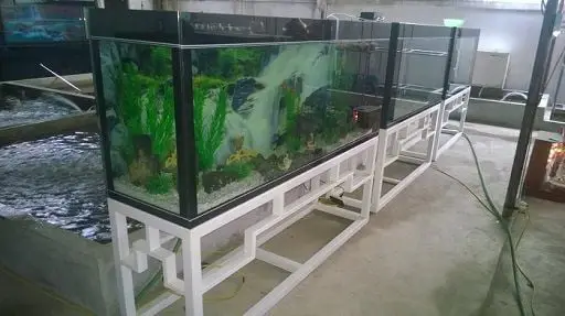 chiều cao chân bể cá chiều cao chân bể cá