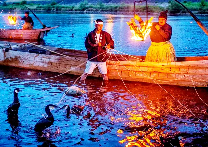 chim cốc bắt cá chim cốc bắt cá