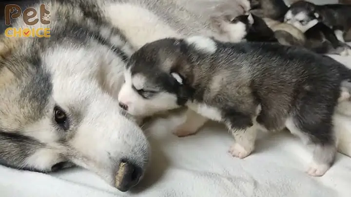 Chó Alaska 1 tháng tuổi: Đặc điểm và chăm sóc