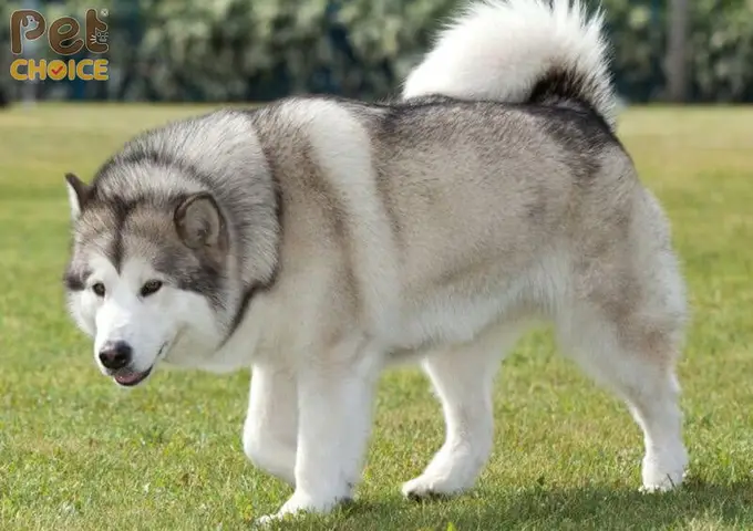Sức khỏe chó Alaska 1 tháng tuổi