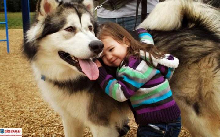 Hướng Dẫn Chi Tiết: Cách Huấn Luyện Chó Husky Con Thành Thạo Hướng Dẫn Chi Tiết: Cách Huấn Luyện Chó Husky Con Thành Thạo